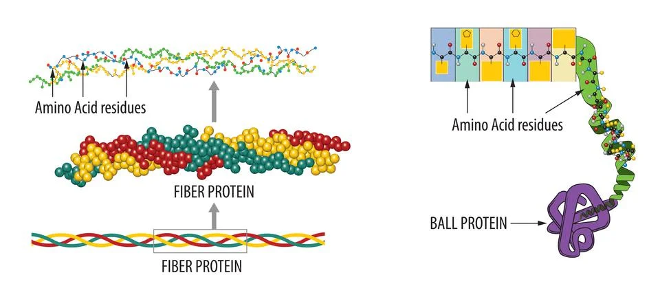 Proteins Stock Illustration