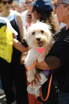 Protest Against Stray Dog Euthanasia Bill Stock Photos