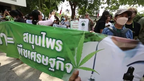 Protest in Bangkok after cannabis rules revised, THAILAND, TH - 22 Nov 2022 Video stock 221832439