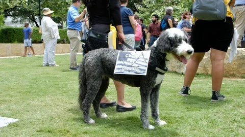 Protesters gathered in Austin Texas to protest against USA border camps Video stock 111717533