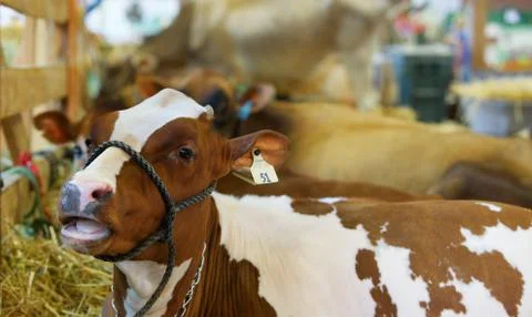 Protesting cow Stock Photos