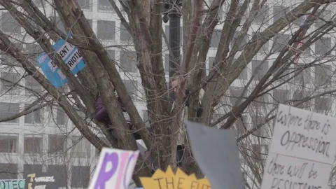 Protestors Climb Tree Protest Signs - Womens March DC Stock Footage 81257551