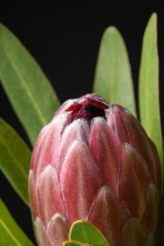 Proteus flower on a black background, close-up. The picture is framed. Stock Photos