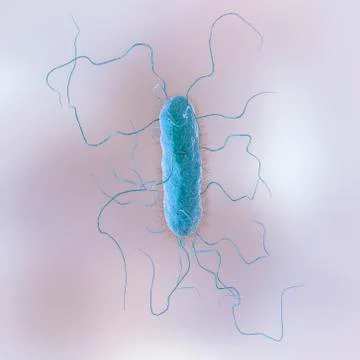 Proteus vulgaris bacterium Stock Illustration