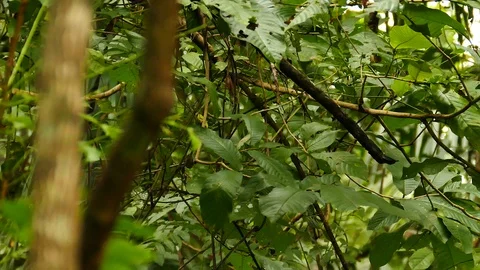 Prothonotary warbler hiding behind dense rainforest Stock Footage 123550176