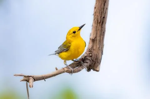 Prothonotary Warbler perched on a tree during migration season Stock Photos