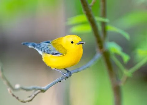 Prothonotary warbler perched on a tree at Magee Marsh Ohio Stock Photos