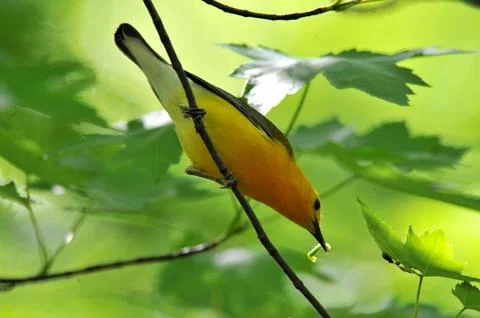 Prothonotary warbler Stock Photos