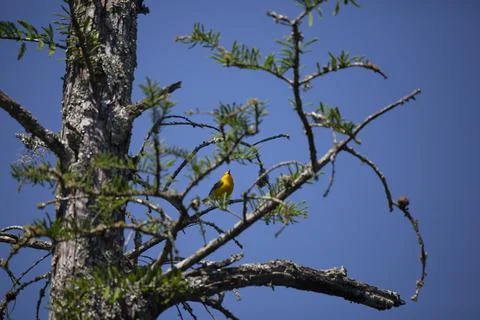 Prothonotary Warbler Stock Photos