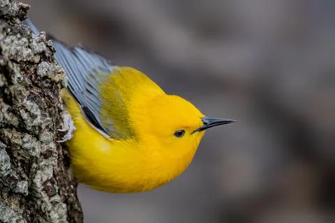 Prothonotary Warbler Stock Photos