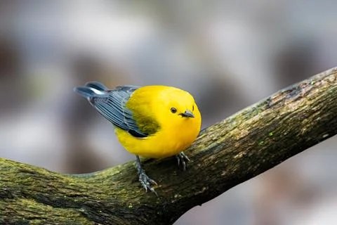 Prothonotary Warbler Stock Photos