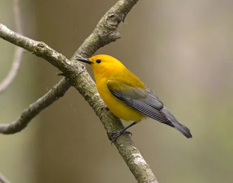 Prothonotary warbler2 Stock Photos