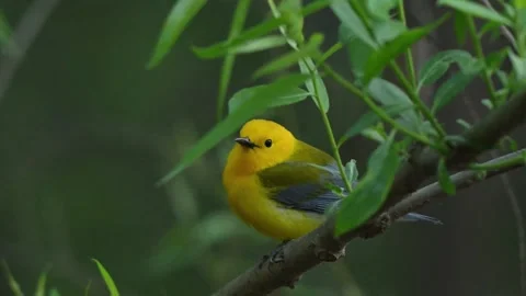 Prothonotry Warbler Perched Looking Around in SloMo Video stock 307350528