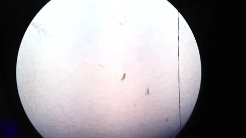 Protist under microscope Stock-Footage 105073340