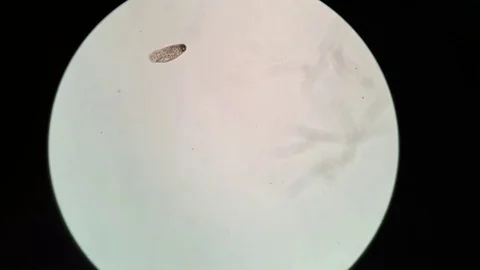 Protist under microscope Stock-Footage 105073414
