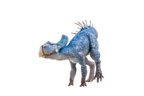 Protoceratops  , dinosaur on  isolated background Stock Photos