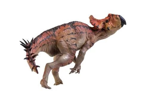 Protoceratops  , dinosaur on  isolated background Stock Photos
