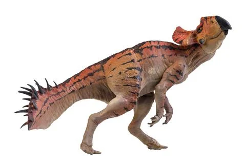 Protoceratops  , dinosaur on  isolated background Stock Photos