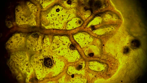 Protoplasmic streaming in Slime Mould Stock Footage 252662378