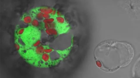 Protoplasts Stock Footage 23112323