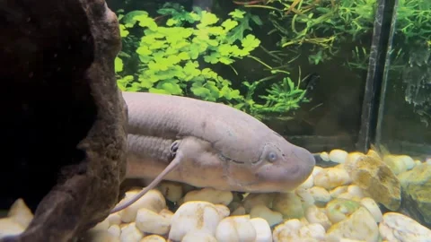 Protopterus fish in an aquarium Stock Footage 253604967