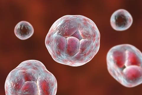 Prototheca wickerhamii algae, 3D illustration. Causes infection in human pr.. Stock Illustration