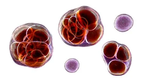 Prototheca wickerhamii green algae that cause protothecosis, clinically seen  Illustrazione stock