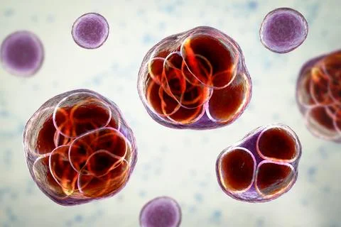 Prototheca wickerhamii green algae that cause protothecosis, clinically seen  Illustrazione stock