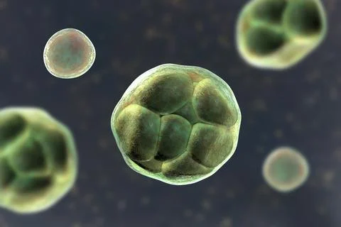 Prototheca wickerhamii green algae that cause protothecosis, clinically seen  Illustrazione stock