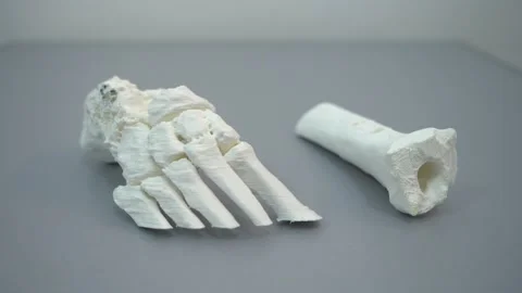 Prototype of human foot skeleton by 3d printer. Stock Footage 153275205