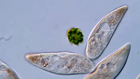 Protozoa and green algae under DIC microscope Vídeos de archivo 318001783