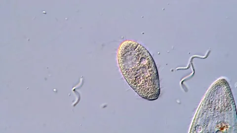 Protozoa Captured Under Magnification, microscope 400x Video stock 318002007