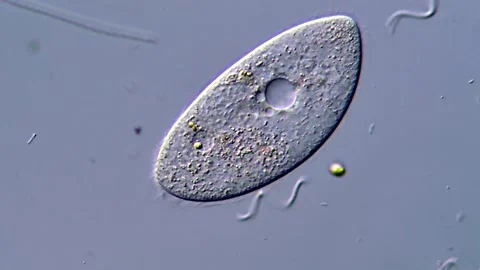 Protozoa with Cilia Moving Gracefully Under Microscope, 400x Stock Footage 317957145