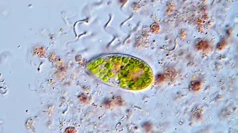 Protozoa Ciliates Interacting with bacteria Microorganisms 스톡 동영상 317886527