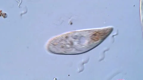 Protozoa ciliates, microscope view 400x 動画素材 318001779