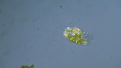Protozoa ciliates, paramecium with algae Video stock 324775122