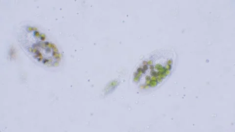Protozoa ciliates, paramecium with algae Video stock 324775213