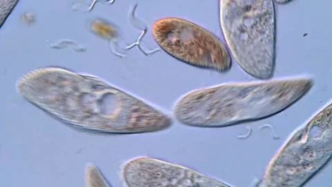 Protozoa colony under microscopic view Vídeos de archivo 318001780