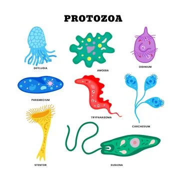 Protozoa division collection as single cell eukaryote biological outline se.. Stock Illustration