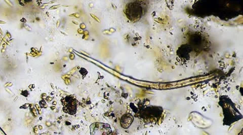 Protozoa Micoscope View 600x HD Stock Footage