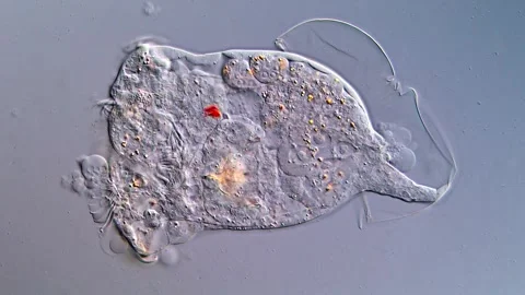 Protozoa microorganism under microscopy view Vidéo 317004633