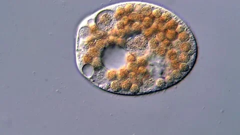 Protozoa microorganism under microscopy view 4K Video 库存影片 317106569