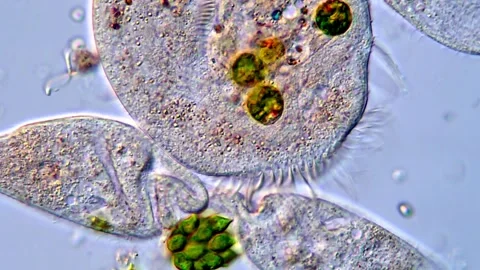 Protozoa microorganism under microscopy view, 4K Video High-Resolution 库存影片 317171171