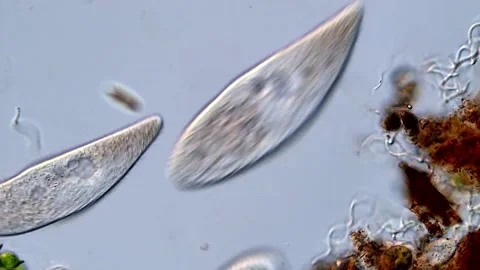 Protozoa microorganism under microscopy view 動画素材 318001785