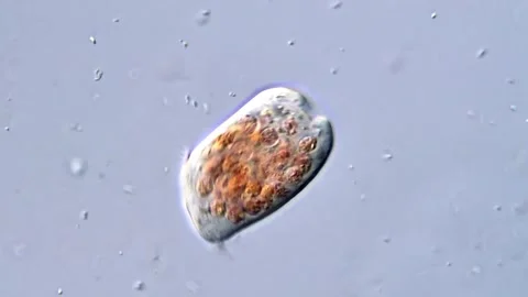Protozoa in pond water, microscope view 400x 库存影片 318002607