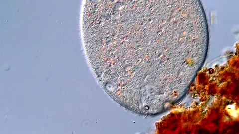 Protozoa in pond water under microscope, 4K Video 動画素材 317957873
