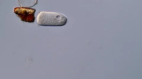 Protozoa in pond water under microscopy view Vídeos de archivo 310358212