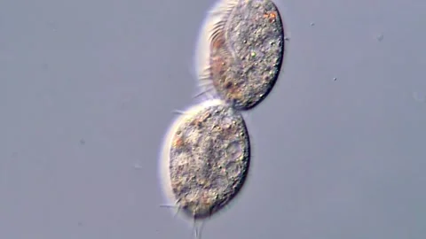 Protozoa Reproduction Captured Through Microscope Stock Footage 317109163