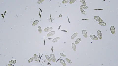 Protozoa single cell organisms in microscope bright field Stock Footage 164953604