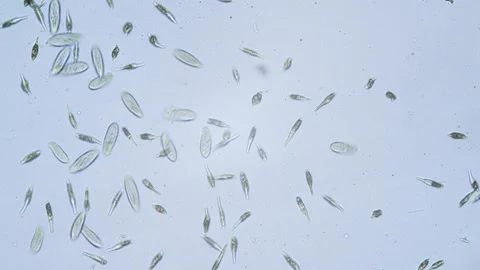 Protozoa single cell organisms in microscope bright field Stock Footage 164953797